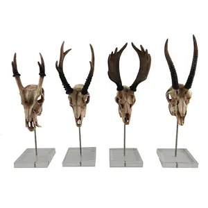 3D gesneden hars moose hoofd acryl base kunstmatige dier schedel decoratie home decor