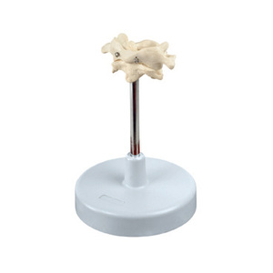 GelsonLab HSBM-142 Spondyle Atlas và trục mô hình - Product Image 1