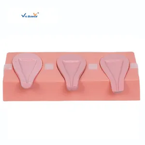 Hospital Teaching Artificial Abortion Uterus Model