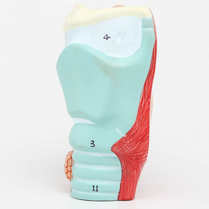 GelsonLab HSBM-246 Alta Qualidade PVC Laríngeo Modelo Anatômico Modelo Laríngeo - Product Image 4