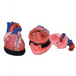 Hoogwaardig Pvc Medisch Anatomisch <span class=keywords><strong>Model</strong></span> Van Vrouwelijk Voortplantingssysteem Natuurlijke Grootte Levenskleur <span class=keywords><strong>Vagina</strong></span> Voor Schoolonderwijs - Product Image 3