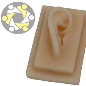 soft silicone flexible ear model ear Displays model for medical training