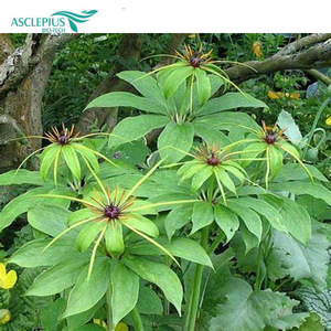 Poudre d'extrait de <span class=keywords><strong>polyphylla</strong></span> de <span class=keywords><strong>Paris</strong></span> Rhizoma Paridis Emballages de saponines Bouteille Tambour Peut Récipient en plastique emballé sous vide Pot Mason - Product Image 1