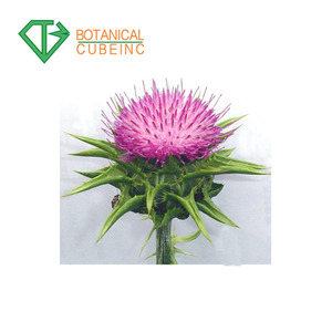 Fornitura all'ingrosso <span class=keywords><strong>Pharma</strong></span> Estratto di Cardo mariano Silimarina <span class=keywords><strong>50</strong></span>% In Polvere per il Latte di Cardo Capsula - Product Image 2