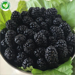 Exportadores <span class=keywords><strong>a</strong></span> granel todo orgánico fresco congelado mora de frutas - Product Image 1