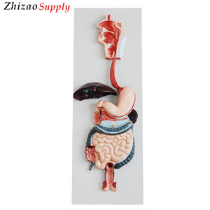Sistema digestivo humano modelo para la fuente de la escuela - Product Image 1