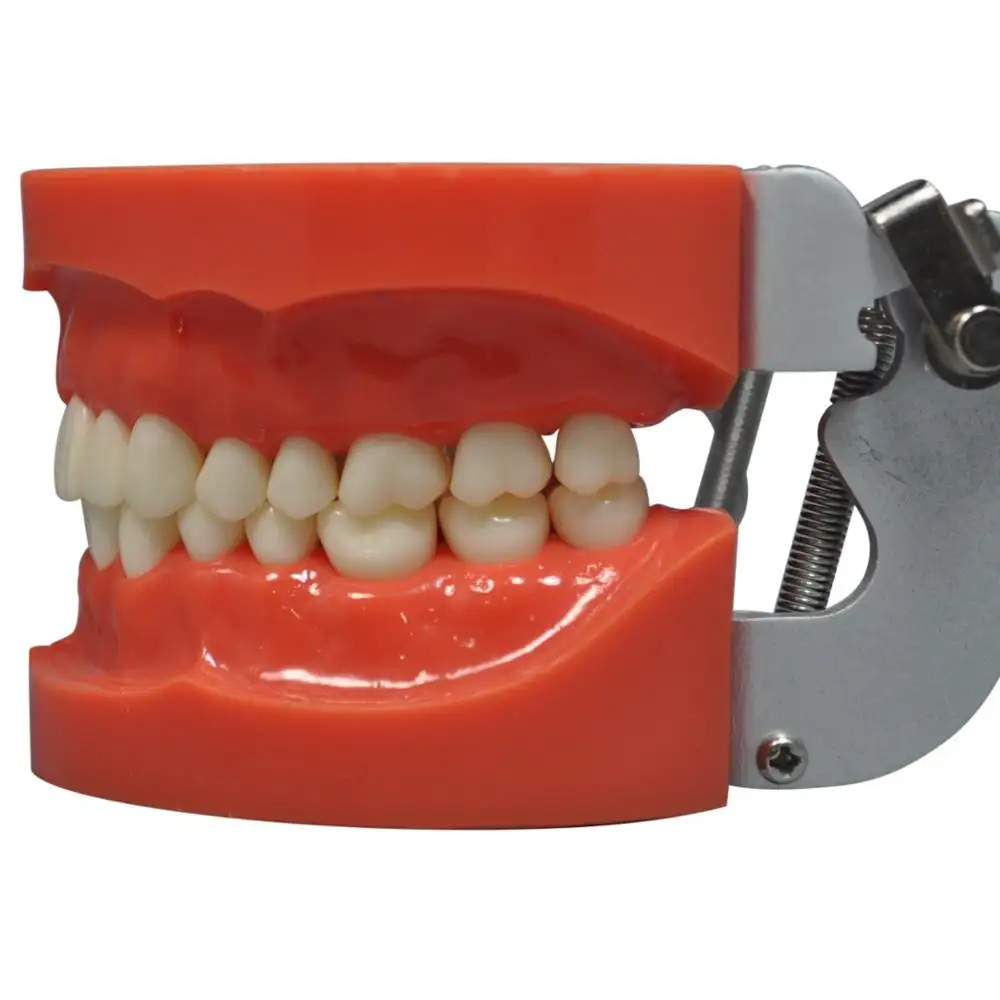 Nissin-modelo dental estándar, con tornillo de 32 piezas en dientes reemplazables para la práctica de preparación
