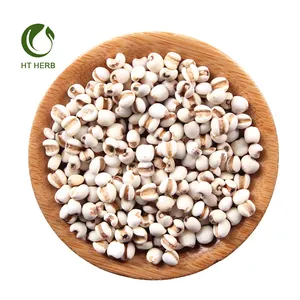 Natural High Quality Dried Semen Coicis For Coix Seed Job Tears