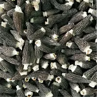 Yang du giugno fornitore Cinese secchi spugnole morchella conica esculenta fungo