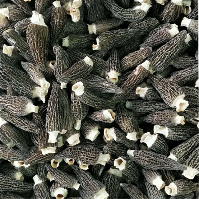Yang Du Jun Chinese Supplier Raw Dried Morels Morchella Conica Esculenta Mushroom Expert AD Drying Process