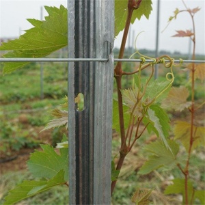 Palo per <span class=keywords><strong>Vigneto</strong></span>/Traliccio in Metallo Zincato con Foro a H Alon DQ-GP226, Ecologico, Altezza 1.8m-4m - Product Image 5