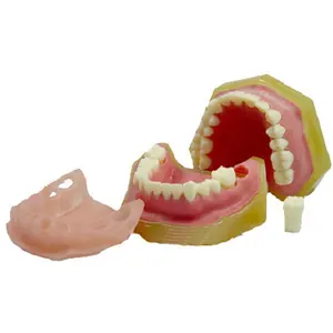 Lab Medical Educational Prepared Dental teaching model