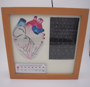 GelsonLab HSEM-001 High Quality Electric the Cardiac Conduction System Model - Product Image 2