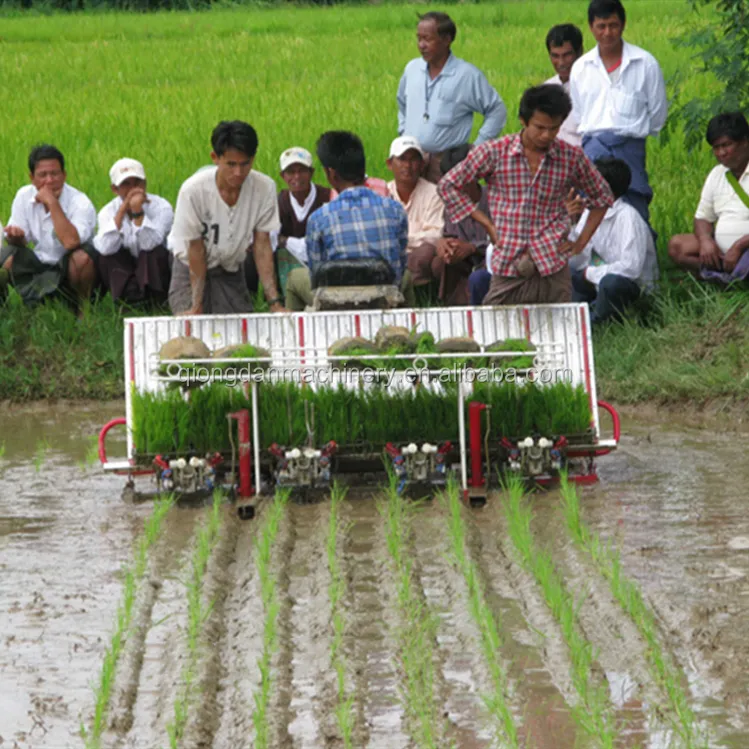 Funzionamento facile paddy trapiantatrice risaia riso fioriera piantare macchina per la vendita