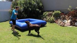 अनुकूलित डिजाइन तैराकी स्नान Inflatable मिनी Inflatable कुत्ते पालतू जानवर के लिए पूल - Product Image 4
