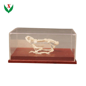 <span class=keywords><strong>Grenouille</strong></span> <span class=keywords><strong>squelette</strong></span> modèle/modèle anatomique biologique - Product Image 1