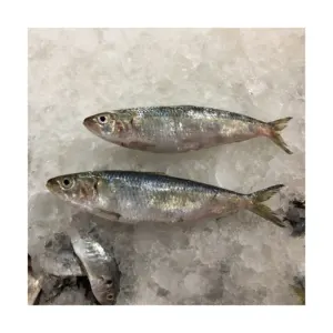 Cebo de pesca de la mejor calidad, pescado de sardina congelado