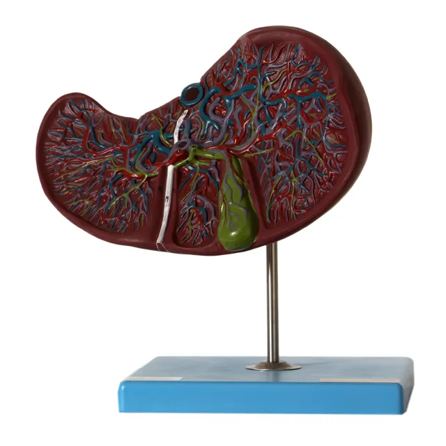 GD/A12009 Karaciğer ve Safra Kesesi Tıbbi Modeli (Anatomik Model)