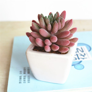 Mini Naturale Reale Decorativa Artificiale Piante Succulente - Product Image 3