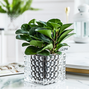 <span class=keywords><strong>Vase</strong></span> en verre clair soufflé à la main de haute qualité rectangulaire <span class=keywords><strong>carré</strong></span> Cube hydroponique pour mariage - Product Image 3