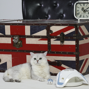 2019 Smart Pet feeder mangiatoie automatiche per gatti <span class=keywords><strong>dispenser</strong></span> di Snack giocattolo per l'allenamento del cervello - Product Image 5