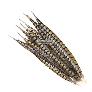 Chine Fabricant Exportateur Haute Qualité Dame Amherst Plumes de Queue de Faisan - Product Image 1