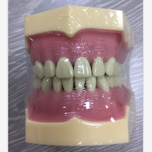 Tamanho padrão Educacional Anatomia Dental Typodont Modelo com 28 Dentes Removíveis - Product Image 2