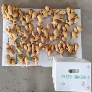 Wholesale Organic <strong>Fresh</strong> <strong>Ginger</strong> Price - Product Image 4