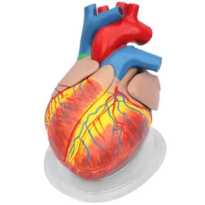 GelsonLab HSBM-225 3回5部プラスチック人間の心臓モデル心臓の解剖学モデル医療用プラスチック心臓モデル