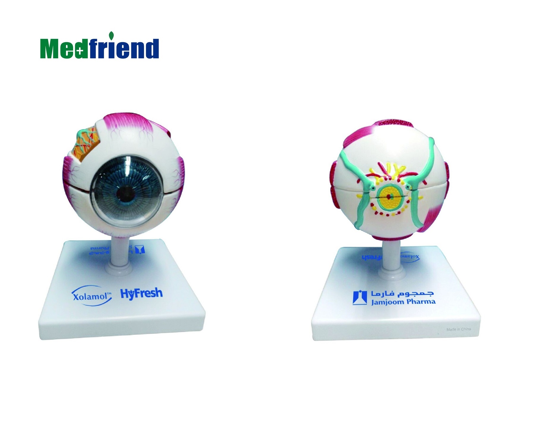 Усовершенствованная анатомическая модель глаз по заводской цене