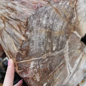 Decorativo Naturale Fossile di Pietra di Legno Legno Pietrificato Pietra di Giada