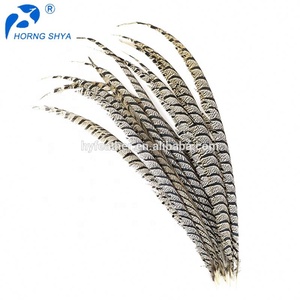 Chine Fabricant Exportateur Haute Qualité Dame Amherst Plumes de Queue de Faisan - Product Image 2
