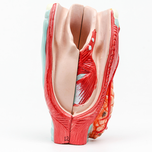 โมเดลกล่องเสียงแบบทางกายวิภาคของกล่องเสียง PVC HSBM-246ทำจากโพลีเอสเตอร์ - Product Image 3