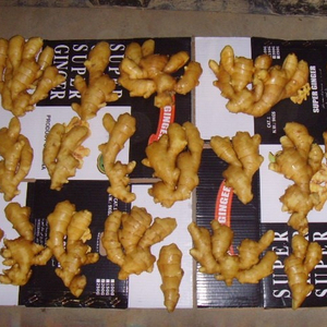 Gừng Tươi Mới/Gừng Khô/Jengibre/ Gingembre - Product Image 5