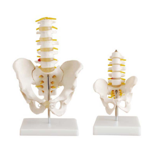 Gelsonlab HSBM-111 Ukuran Hidup Panggul Model dengan Vertebra Lumbar 5 Pcs - Product Image 4