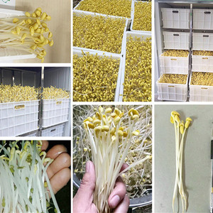 Commercio all'ingrosso prezzo di fagioli automatico sprouter/germoglio semi di macchina/semi di coltivazione di erba medica macchina - Product Image 6