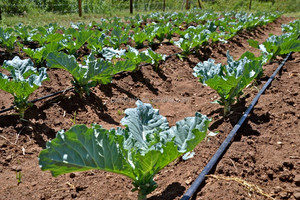 OEM/ODM jardin d'eau <span class=keywords><strong>goutteur</strong></span>, haute qualité intégrante émetteur plat goutte à goutte - Product Image 5