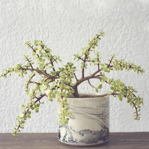 Diseño esmalte interior al <span class=keywords><strong>aire</strong></span> libre jardín decoración mármol plantadores/suculentas ollas/<span class=keywords><strong>Olla</strong></span> de cerámica para plantas - Product Image 1