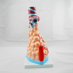 Thư mục Các Nhà Sản Xuất Nhựa con người Phóng Đại Phổi Phế Nang Mô Hình - Product Image 4