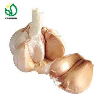 Chinesischer Knoblauch spross (H.S.-Code:070320)