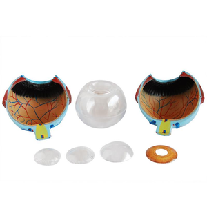 Gloway-yeux naturels modèle géant HSBM-186A, bio, 6 fois, modèle œil humain - Product Image 2