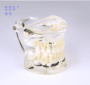 Modèle de dent standard pour bébé / Modèle anatomique avec dentition mixte - Product Image 5