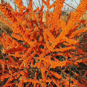 Chất <span class=keywords><strong>l</strong></span>ượng cao GMP tự nhiên cây hắc mai biển trái cây dầu vitamin-hoạt động cấp thực phẩm chất <span class=keywords><strong>l</strong></span>ỏng drum-đóng gói hạt giống dầu - Product Image 5