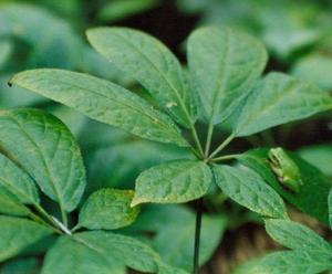 Foglie di Panax Notoginseng <span class=keywords><strong>SAN</strong></span> QI YE, Nuove Foglie Essiccate di Panax Notoginseng per Tisane Salutari - Product Image 2