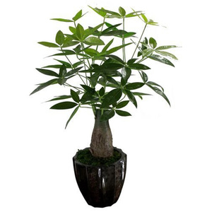 Nuovo Stile di Bonsai Artificiale Castagno di Malabar / Albero dei Soldi Finto per Decorazione - Product Image 3