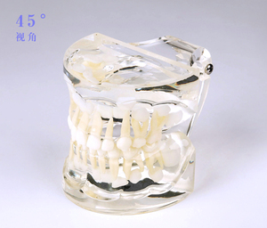 Modèle de dent standard pour bébé / Modèle anatomique avec dentition mixte - Product Image 3