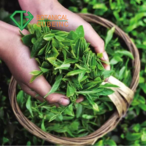 Producto de la salud <span class=keywords><strong>extracto</strong></span> de té <span class=keywords><strong>verde</strong></span> 98% té polifenol - Product Image 5