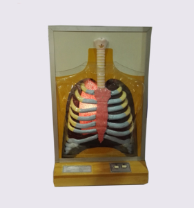 GelsonLab HSEM-002 <strong>Electrical</strong> <strong>Blood</strong> <strong>Circulation</strong> <strong>Model</strong> <strong>Electrical</strong> <strong>Model</strong> of Heart Pulse and <strong>Blood</strong> <strong>Circulation</strong> - Product Image 2