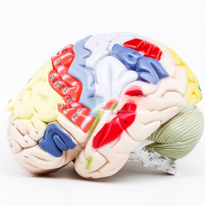 GelsonLab HSBM-173教育モデル用の高度な<span class=keywords><strong>PVC</strong></span>人間の脳モデル - Product Image 2