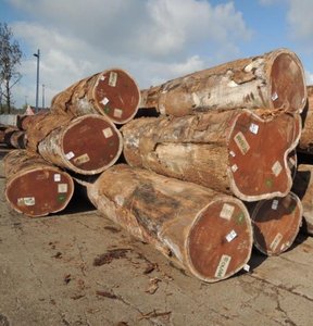 Afrikaanse Iroko Van Gabon Is Zeer Mooi Materiaal Voor Deuren, Vloeren En Meubels